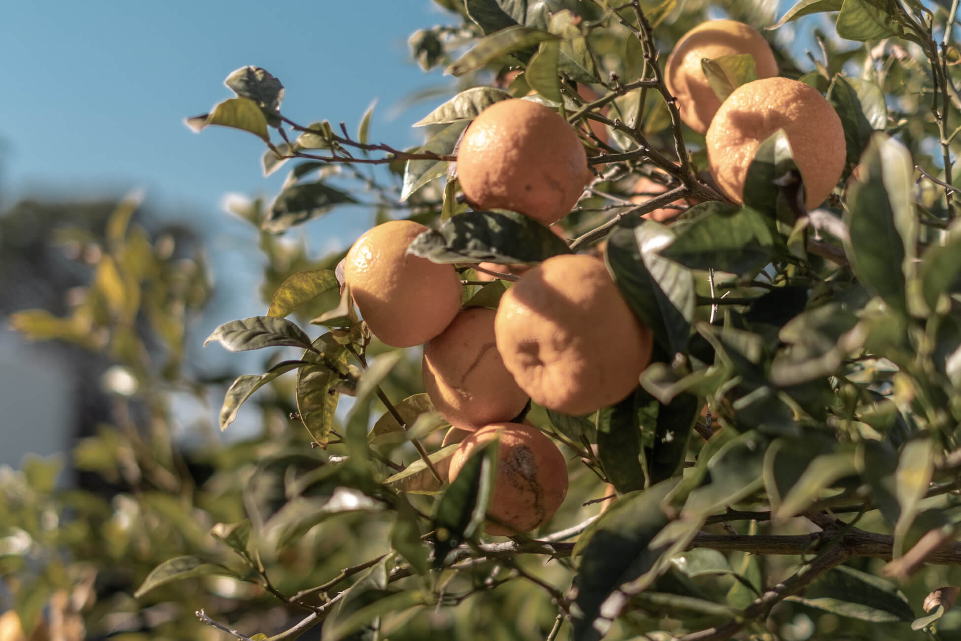 Fresh oranges offer a refreshment for between meals