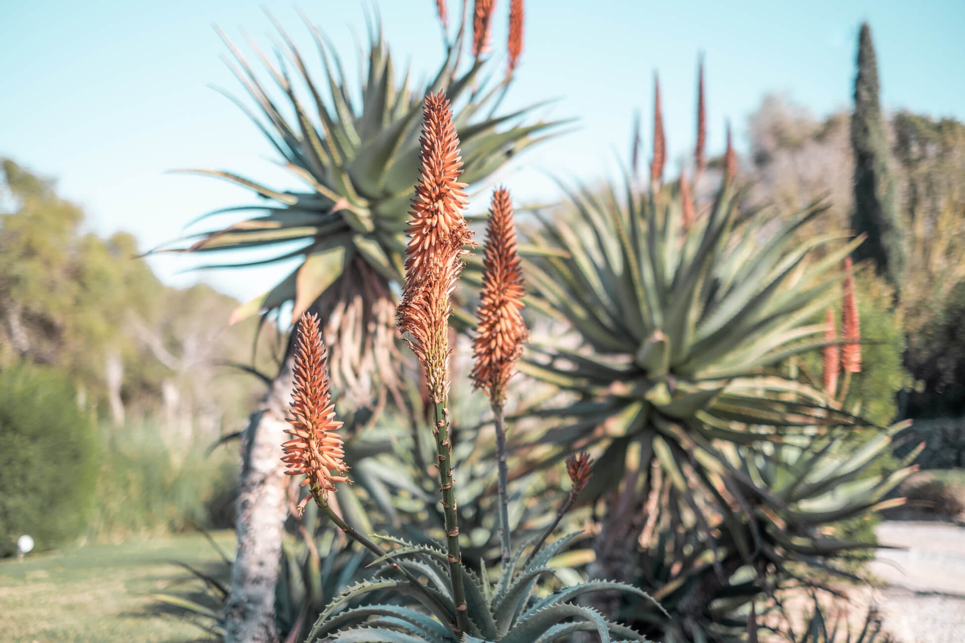 The variety of plants in the garden is intoxicating